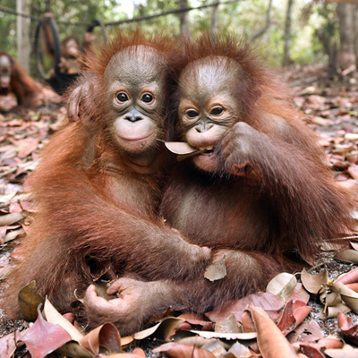 Orang-outans